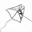 Rogallo flyingwing kite